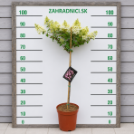 Hortenzia metlinatá (Hydrangea paniculata) ´SUNDAE FRAISE´® - výška 80-100 cm, kont. C5L/C7,5L - NA KMIENKU
